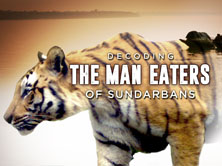 Decoding the Man Eaters of Sundarbans